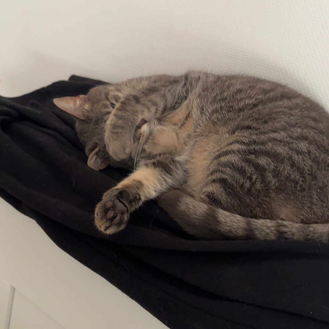 Nala participe au concours pour gagner de l'argent avec cette photo : cat, tabby, sleeping, paw, fur, striped, black_cloth, white_wall, indoor, resting, cute, pet, animal, cozy, relaxed, feline, napping, soft_surface, domestic, peaceful