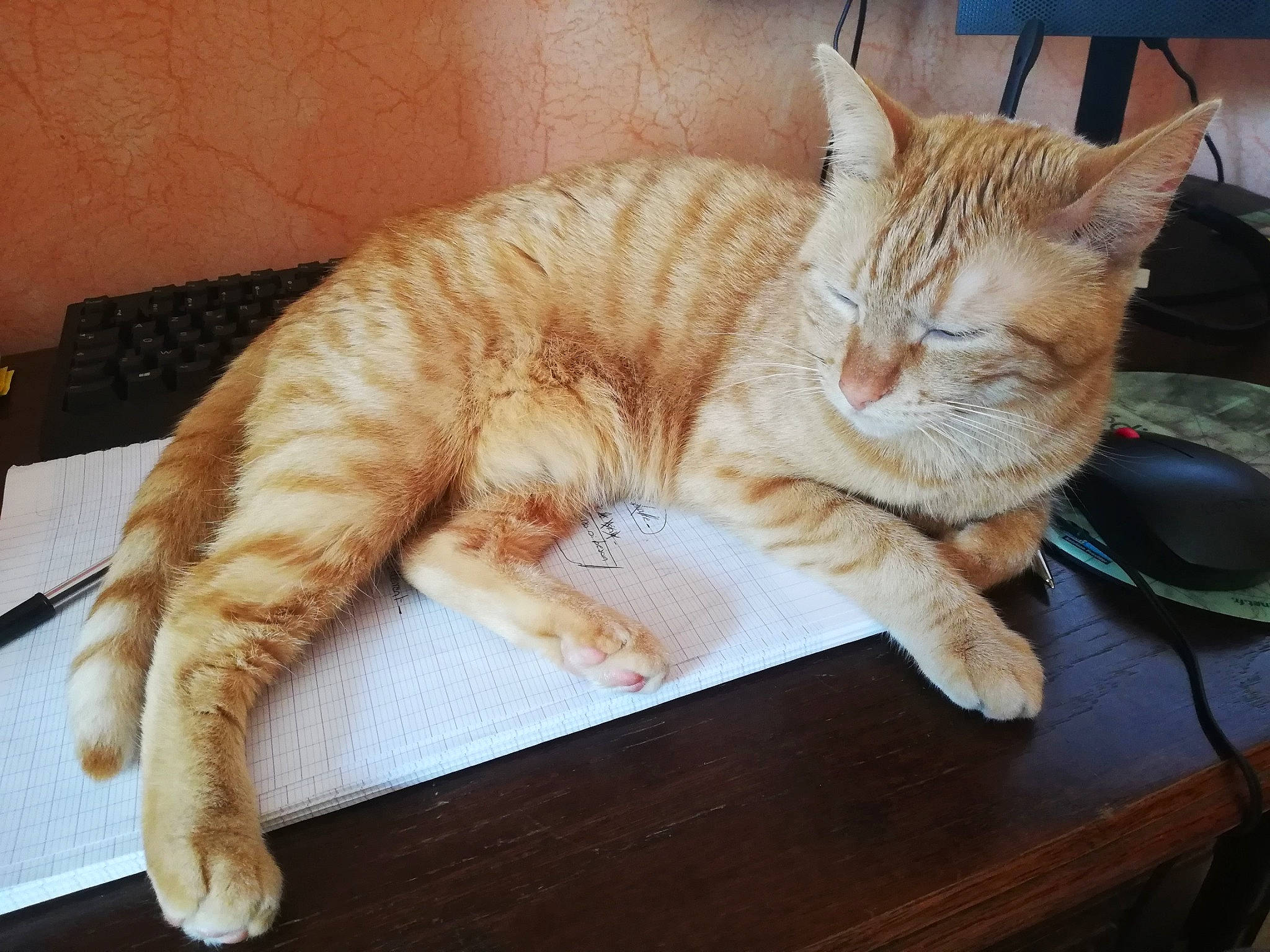 Caline participe au concours pour gagner de l'argent avec cette photo : arabian_mau, asian, australian_mist, carnivore, cat, claw, domestic_short_haired_cat, dragon_li, european_shorthair, fawn, felidae, fur, kitten, mammal, nap, paw, small_to_medium_sized_cats, tabby_cat, tail, whiskers