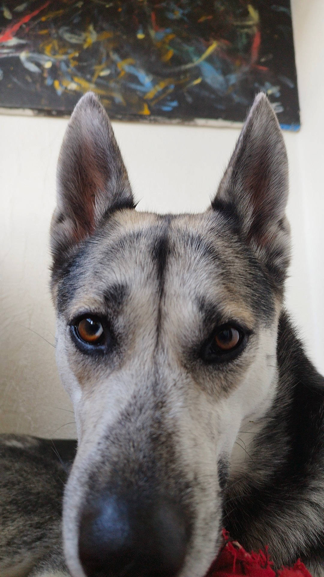 Sully a rejoint le concours — aidez-le/la à gagner de superbes lots ! ancient_dog_breeds, canidae, carnivore, companion_dog, dog, dog_breed, eye, fur, grey, head, jaw, non_sporting_group, snout, sporting_group, terrestrial_animal, whiskers, white, wildlife, working_animal, working_dog