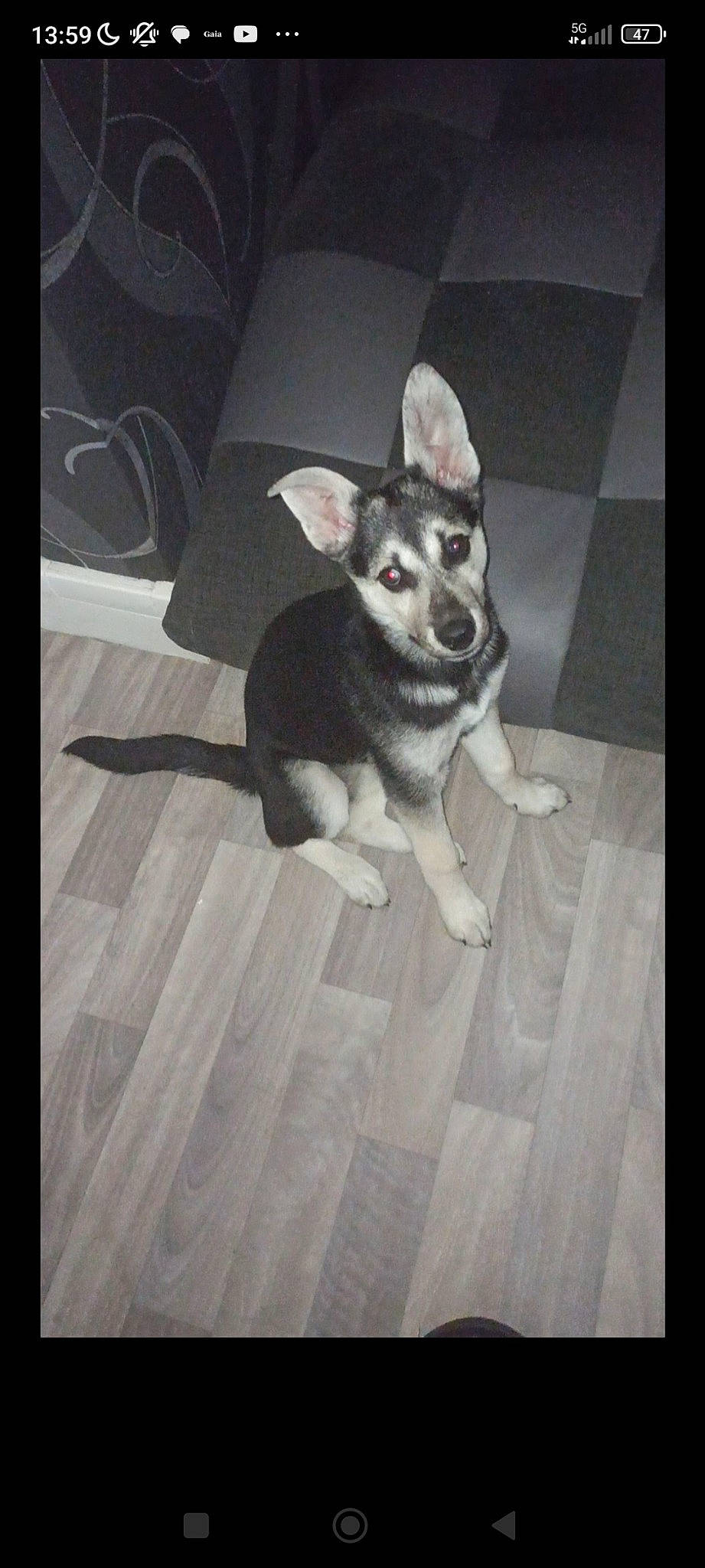 Sully a rejoint le concours — aidez-le/la à gagner de superbes lots ! canidae, carnivore, companion_dog, dog, dog_breed, dog_supply, floor, flooring, font, fur, grey, hardwood, paw, rectangle, snout, sporting_group, tail, toy_dog, wood, working_animal