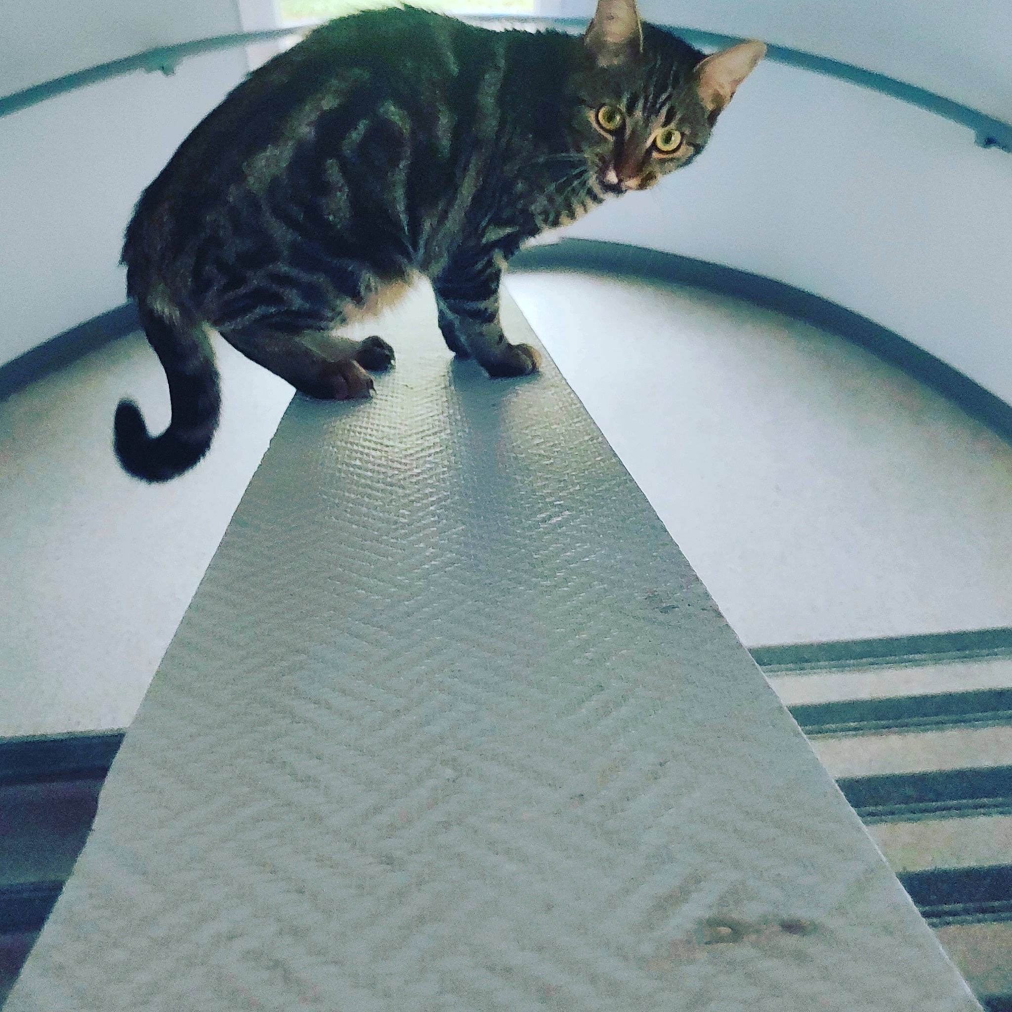 Tchita participe au concours pour gagner de l'argent avec cette photo : carnivore, cat, domestic_short_haired_cat, door, felidae, flooring, fur, hardwood, metal, pattern, paw, small_to_medium_sized_cats, snout, tail, terrestrial_animal, whiskers, wood