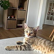 Freyja participe au concours pour gagner de l'argent avec cette photo : basket, cat, cozy, curious, decor, domestic_animal, floor, furniture, gray_surface, indoor, kitten, living_room, pet, plant, resting, shelf, tabby, texture, wooden_floor, young_cat