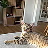 basket, cat, cozy, curious, decor, domestic_animal, floor, furniture, gray_surface, indoor, kitten, living_room, pet, plant, resting, shelf, tabby, texture, wooden_floor, young_cat