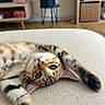 Freyja participe au concours pour gagner de l'argent avec cette photo : animal, cat, couch, cozy, cute, ears, furniture, greenery, home, indoor, kitten, living_room, paws, pet, plant, relaxing, soft, stretching, tabby, whiskers