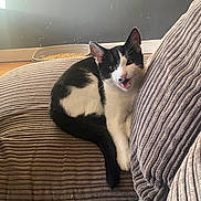 Mittens is registered to the contest to win money with this photo: cat, kitten, black_and_white, meowing, couch, gray, indoor, pet, furniture, food_bowl, relaxed, young_cat, whiskers, ears, tail, cozy, home, domestic_animal, cute, striped_texture