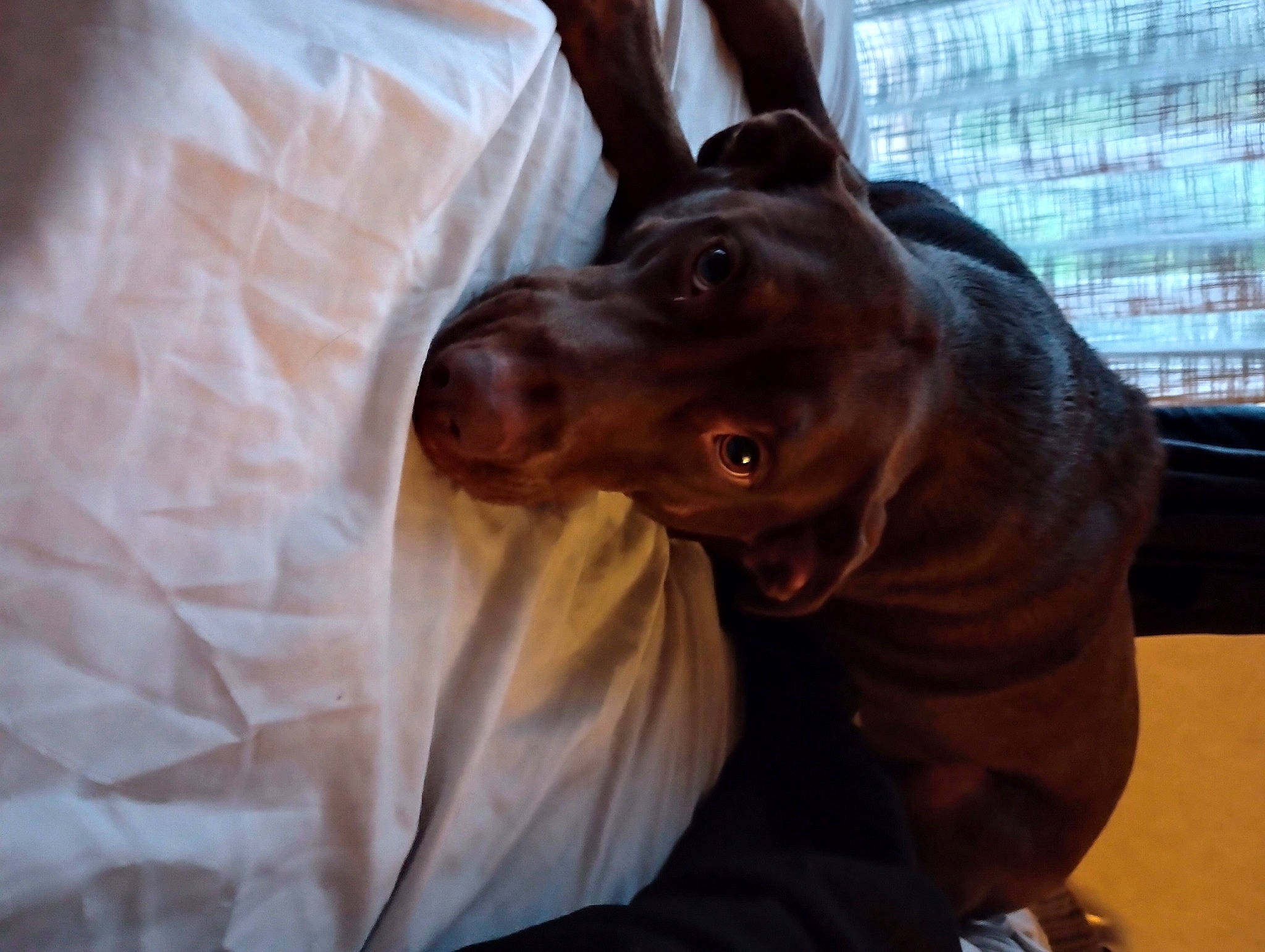 Jovi is registered to the contest to win money with this photo: canidae, carnivore, collar, companion_dog, dog, dog_breed, dog_collar, ear, fashion_accessory, fawn, guard_dog, hunting_dog, liver, non_sporting_group, snout, sporting_group, terrestrial_animal, whiskers, working_animal, working_dog