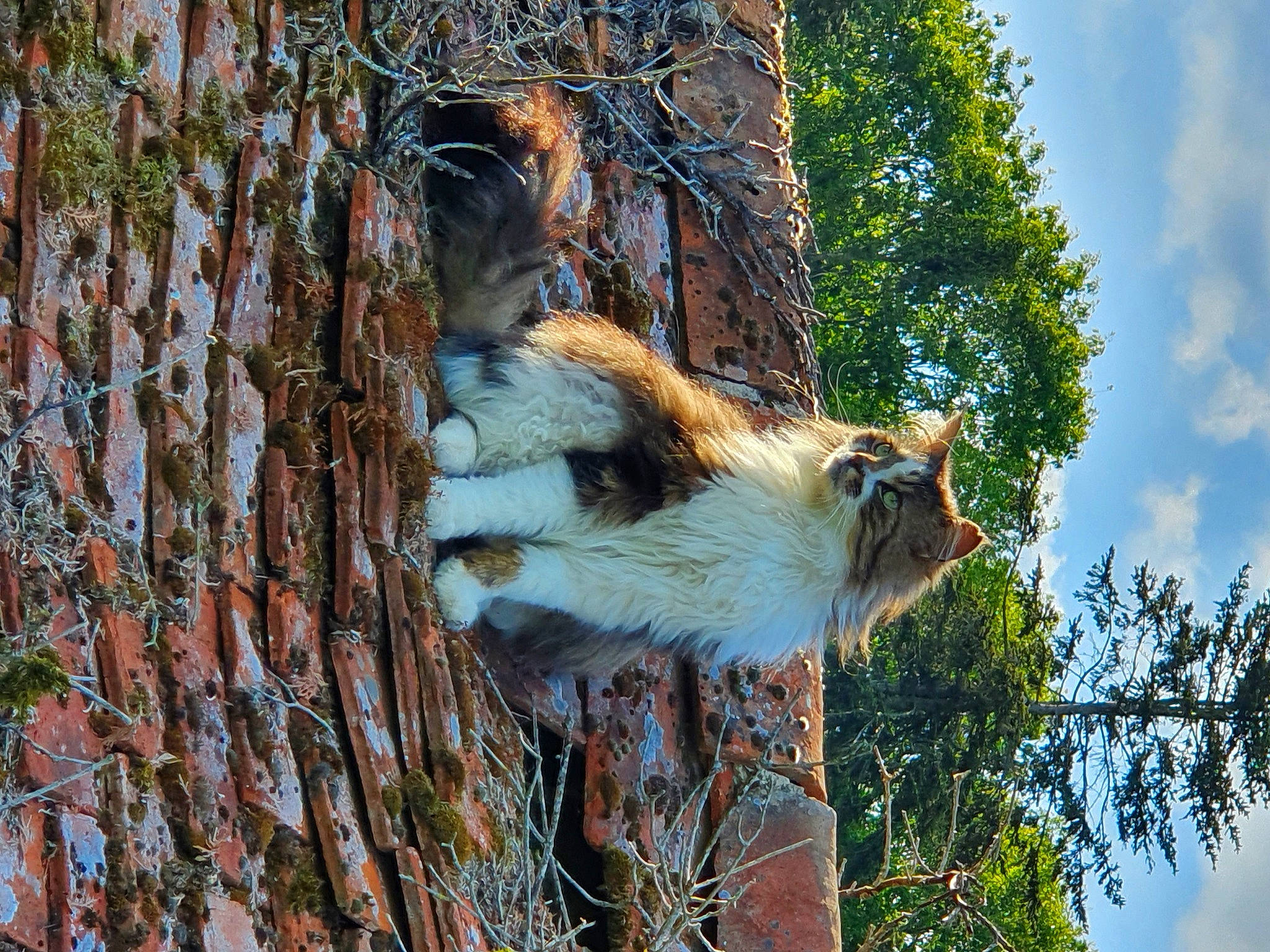 Gros Mimi a rejoint le concours — aidez-le/la à gagner de superbes lots ! branch, carnivore, felidae, fur, lion, small_to_medium_sized_cats, trunk, twig, whiskers, woody_plant, zoo