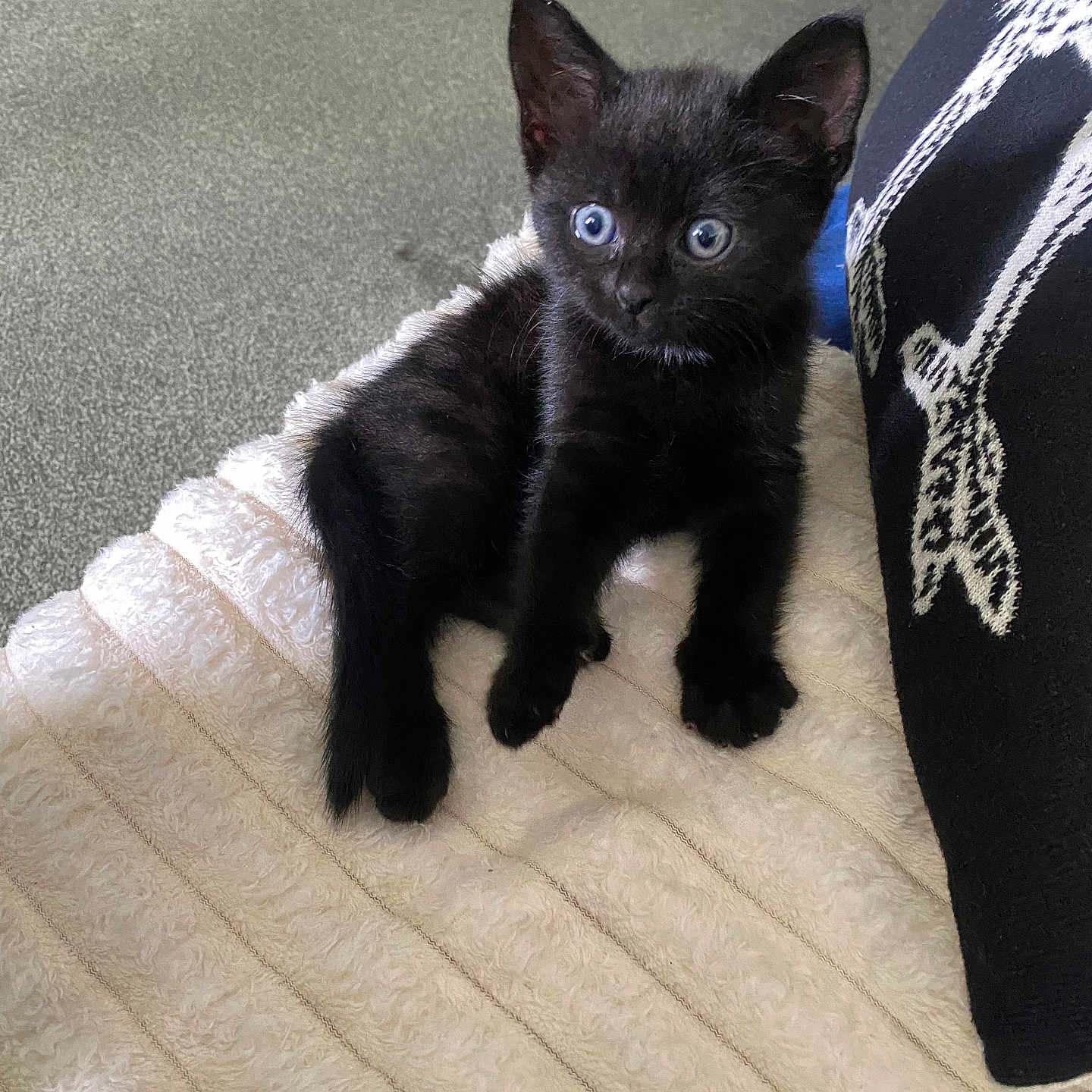 Blacky Samuel joined the competition — help win amazing prizes! animal, black_cat, blanket, blue_eyes, carpet, cozy, curious, cute, domestic_animal, feline, furry, indoor, kitten, pet, resting, sitting, small, soft, texture, young