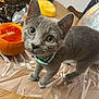 Smudge joined the competition — help win amazing prizes! kitten, gray_cat, cat, pet, animal, curious, wide_eyes, collar, table, wooden_table, plastic_cover, pumpkin, carved_pumpkin, pumpkin_guts, indoor, festive, halloween, cute, looking_up, whiskers