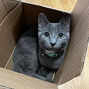 Smudge joined the competition — help win amazing prizes! cat, grey_cat, cardboard_box, pet, indoor, floor, wooden_floor, curious, cozy, animal, feline, collar, domestic_cat, cute, looking_up, sitting, close_up, whiskers, ears, eyes