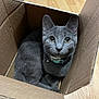 cat, grey_cat, cardboard_box, pet, indoor, floor, wooden_floor, curious, cozy, animal, feline, collar, domestic_cat, cute, looking_up, sitting, close_up, whiskers, ears, eyes