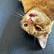 Frank is registered to the contest to win money with this photo: cat, ginger_cat, pet, animal, fur, whiskers, tongue, cute, playful, closeup, face, ears, eyes, lying_down, texture, indoor, mammal, feline, soft, adorable