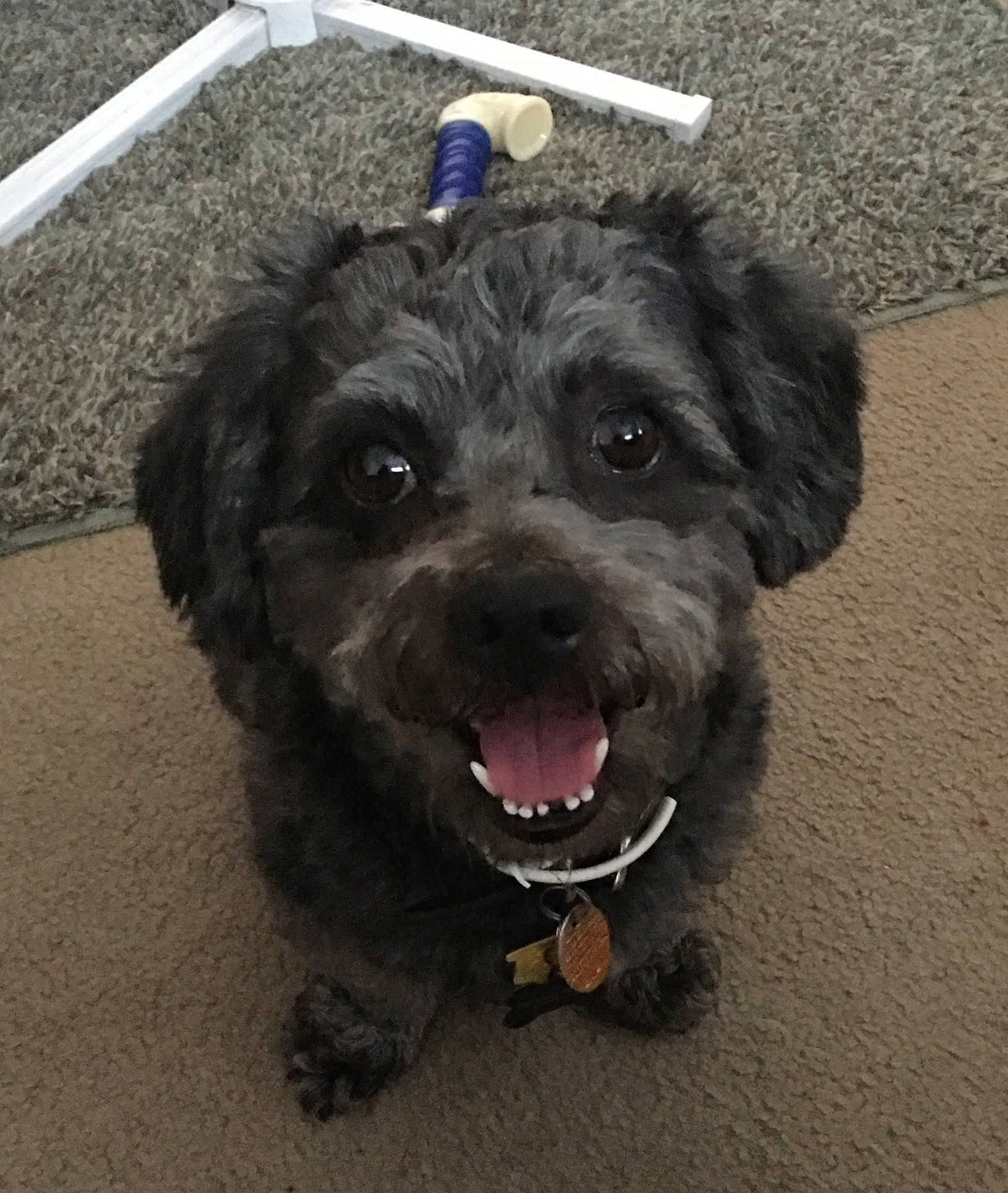 Teddy joined the competition — help win amazing prizes! bolonka, canidae, carnivore, cockapoo, dog, dog_breed, havanese, maltepoo, mammal, miniature_poodle, poodle, poodle_crossbreed, puppy, rare_breed_dog, schnoodle, shih_poo, snout, sporting_group, toy_poodle, yorkipoo