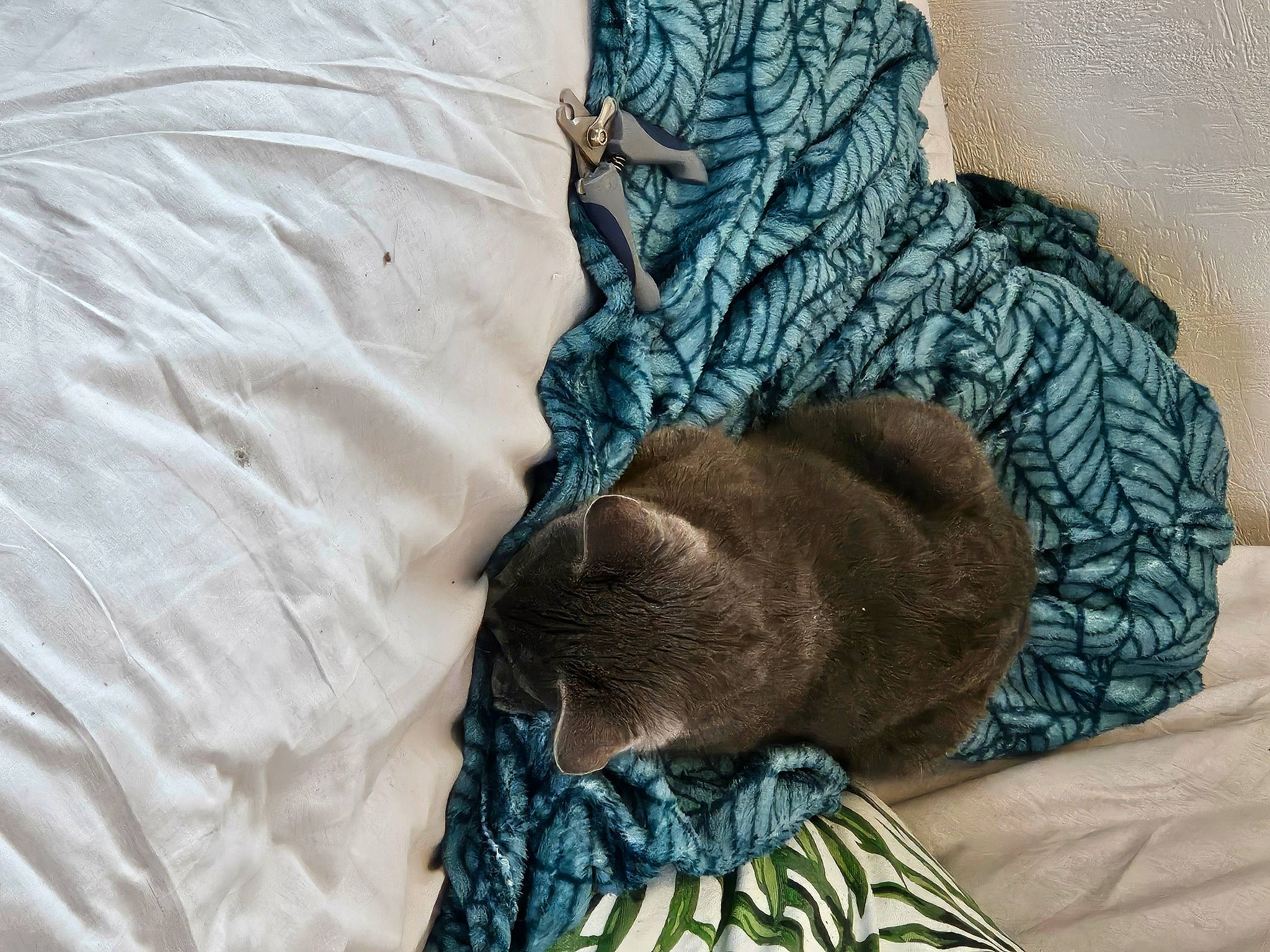 Stitch a rejoint le concours — aidez-le/la à gagner de superbes lots ! bedding, carnivore, comfort, companion_dog, dog, dog_breed, fawn, felidae, fur, grey, linens, liver, pattern, small_to_medium_sized_cats, snout, sporting_group, tail, terrestrial_animal, textile, whiskers