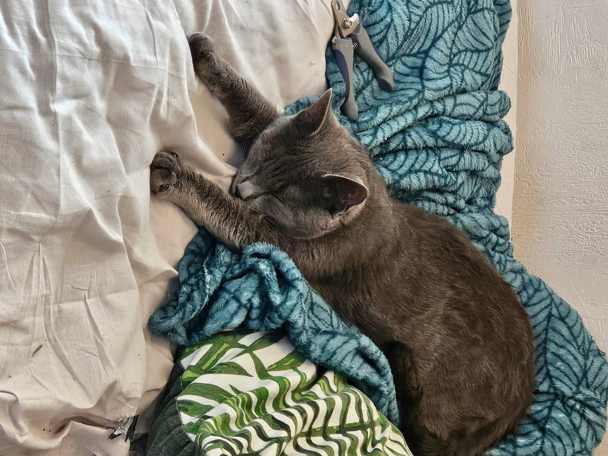 Stitch a rejoint le concours — aidez-le/la à gagner de superbes lots ! canidae, carnivore, cat, comfort, domestic_short_haired_cat, electric_blue, fawn, felidae, fur, grey, linens, mammal, pattern, sleeve, small_to_medium_sized_cats, snout, tail, textile, whiskers, wildlife