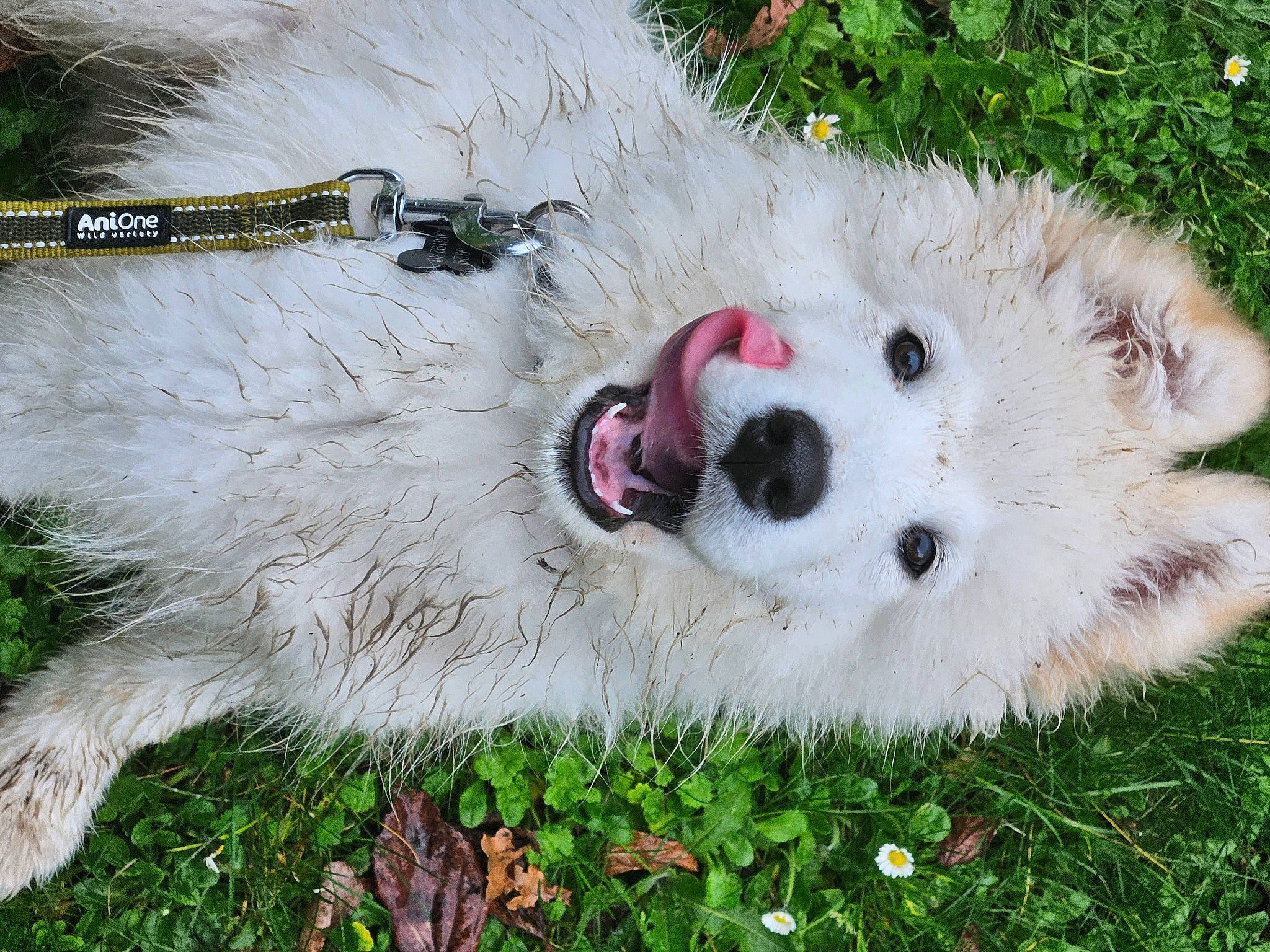 Kuro a rejoint le concours — aidez-le/la à gagner de superbes lots ! canidae, carnivore, companion_dog, dog, dog_breed, event, fang, fur, grass, non_sporting_group, plant, snout, snow_leopard, sporting_group, terrestrial_animal, wildlife