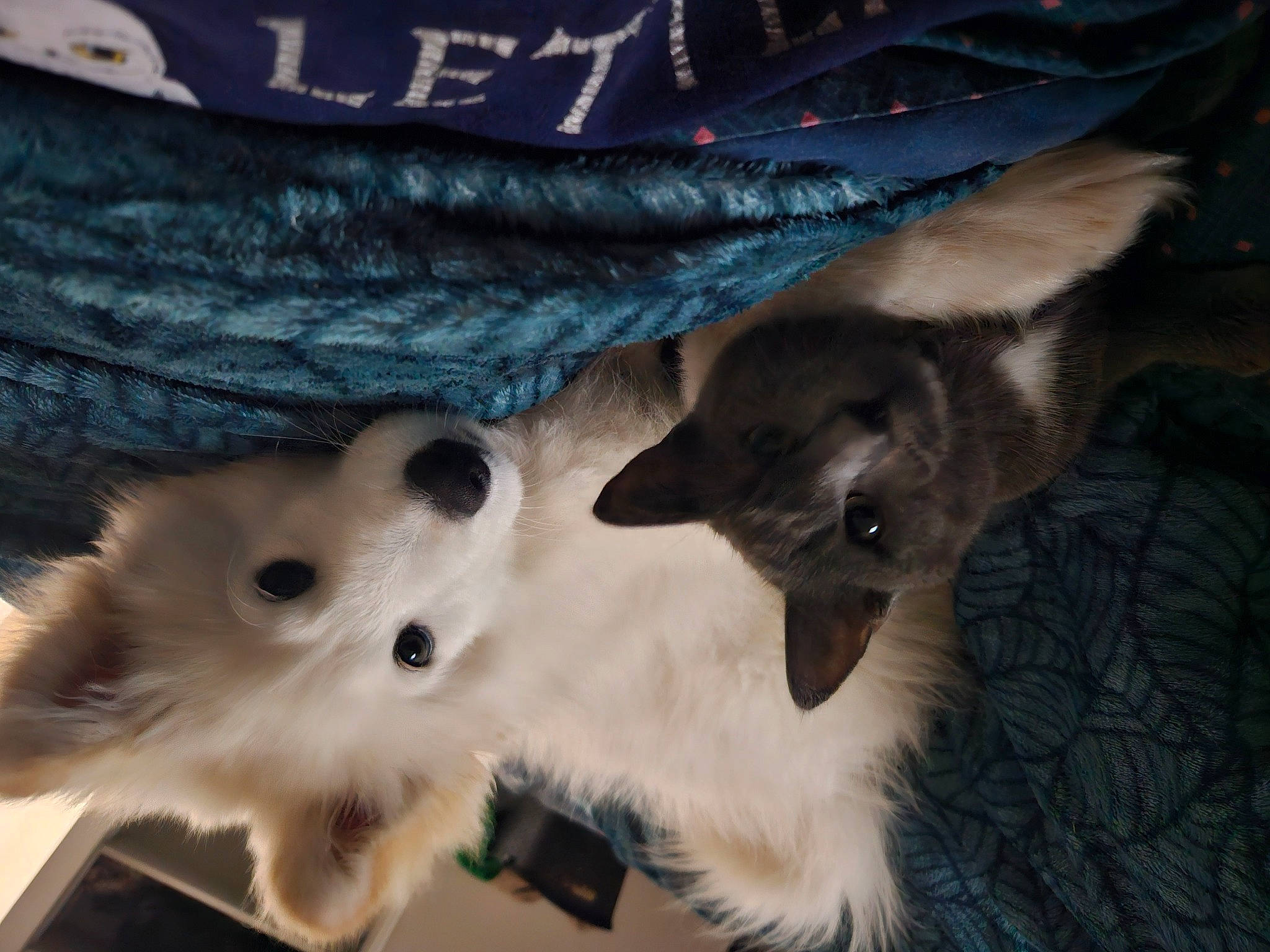 Kuro a rejoint le concours — aidez-le/la à gagner de superbes lots ! balinese, canidae, carnivore, cat, comfort, companion_dog, dog_breed, electric_blue, fawn, felidae, fur, pattern, paw, siamese, sleeve, small_to_medium_sized_cats, snout, tail, whiskers