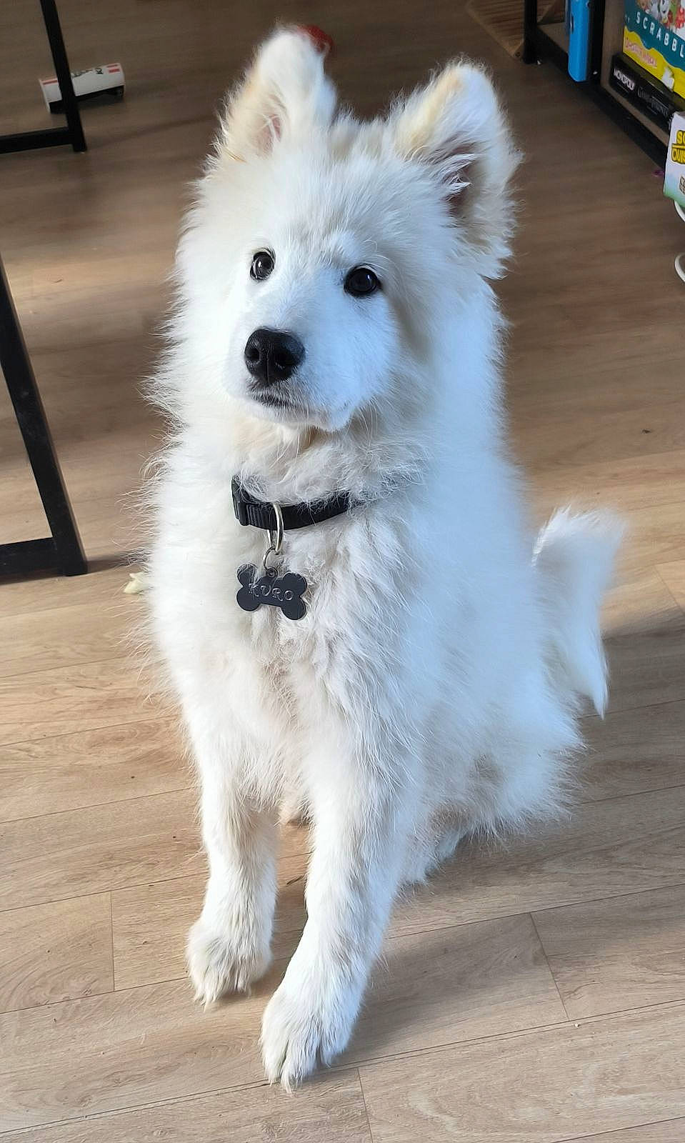 Kuro participe au concours pour gagner de l'argent avec cette photo : american_eskimo_dog, canidae, carnivore, companion_dog, dog, dog_breed, flooring, fur, german_spitz, german_spitz_mittel, japanese_spitz, non_sporting_group, samoyed, snout, spitz, sporting_group, toy_dog, volpino_italiano, working_animal, working_dog