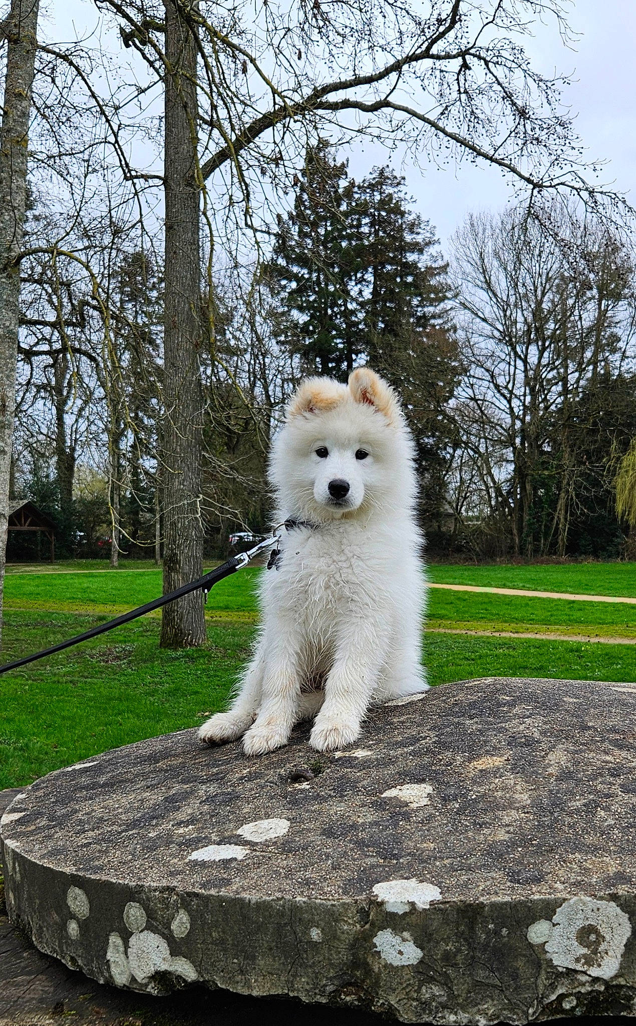 Kuro a rejoint le concours — aidez-le/la à gagner de superbes lots ! canidae, carnivore, companion_dog, dog, dog_breed, fawn, fur, german_spitz_mittel, grass, non_sporting_group, plant, sky, snout, spitz, sporting_group, tail, toy_dog, tree, whiskers, working_animal