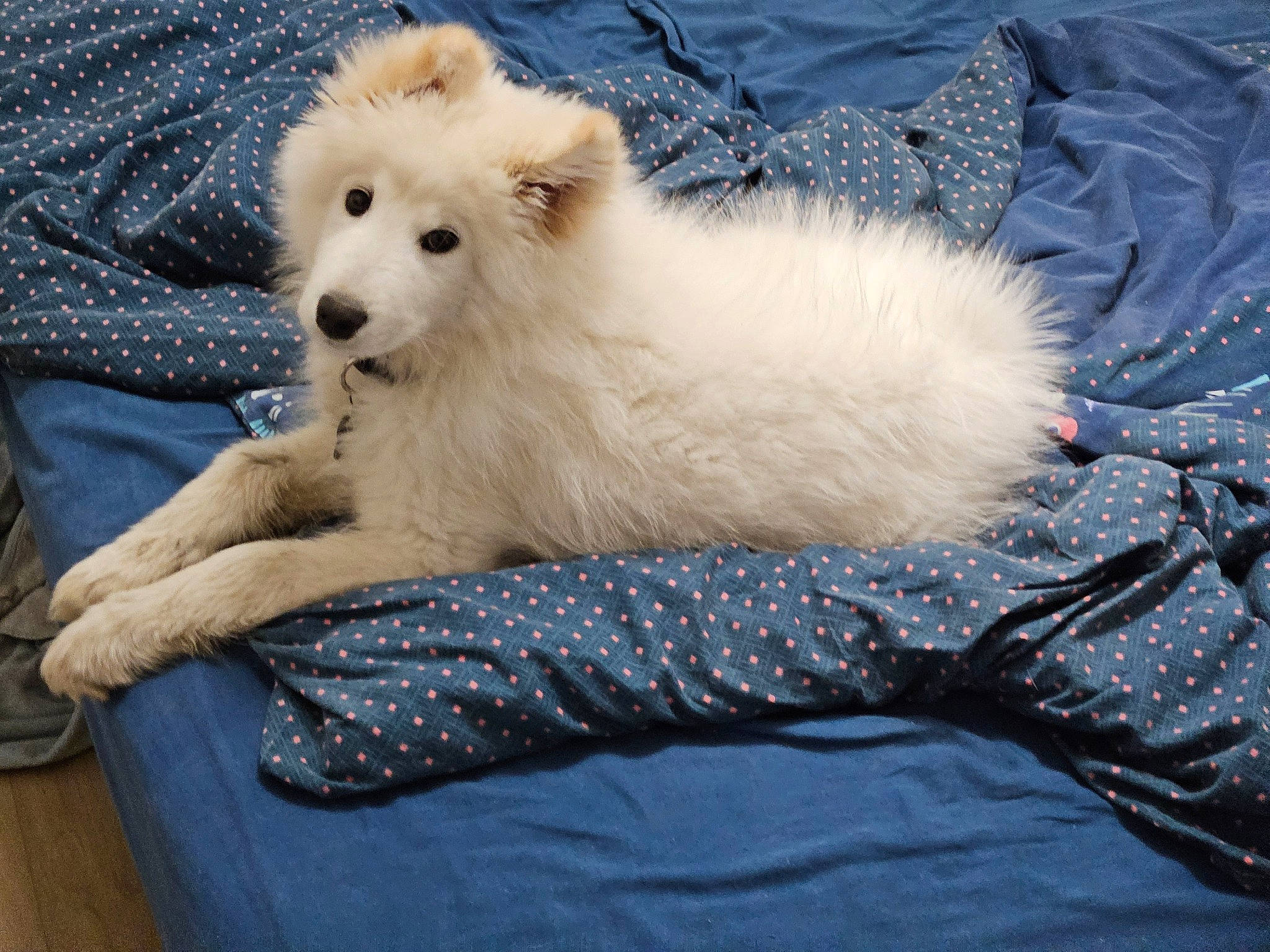 Kuro participe au concours pour gagner de l'argent avec cette photo : american_eskimo_dog, canidae, carnivore, companion_dog, dog, dog_breed, fawn, fur, german_spitz_mittel, japanese_spitz, non_sporting_group, paw, puppy, snout, sporting_group, tail, terrestrial_animal, volpino_italiano, water, working_animal