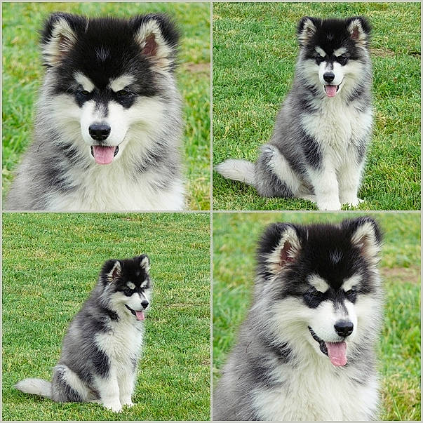 Fidjy a rejoint le concours — aidez-le/la à gagner de superbes lots ! alaskan_klee_kai, alaskan_malamute, ancient_dog_breeds, canadian_eskimo_dog, canidae, carnivore, companion_dog, dog, dog_breed, finnish_lapphund, mammal, native_american_indian_dog, rare_breed_dog, sakhalin_husky, siberian_husky, sled_dog, sporting_group, vertebrate, wolfdog, working_dog