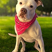 Hailey is registered to the contest to win money with this photo: dog, white_dog, bandana, pink_bandana, grass, park, outdoor, pet, canine, animal, sunlight, nature, cute, friendly, portrait, mammal, playful, domestic_animal, summer, greenery