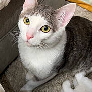 Bibble joined the competition — help win amazing prizes! animal, carpet, cat, close_up, companion, cozy, curious, cute, domestic_animal, ears, feline, fur, indoor, looking_up, pet, pink_nose, plush_toy, soft_texture, whiskers, yellow_eyes