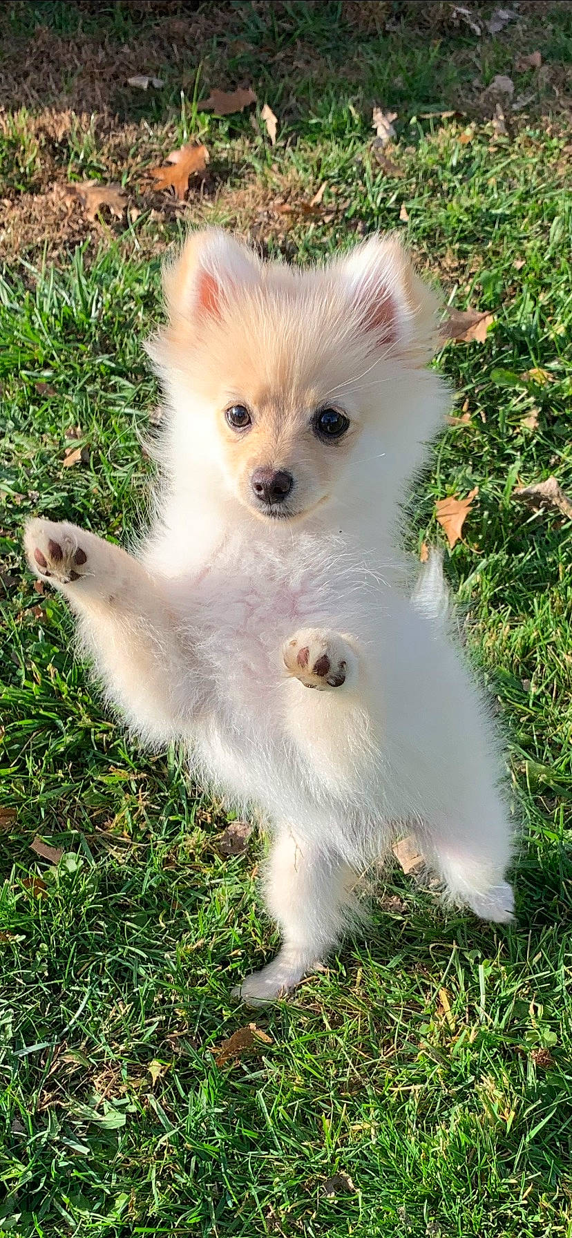 Kinsley is registered to the contest to win money with this photo: ancient_dog_breeds, canidae, carnivore, companion_dog, dog, dog_breed, fawn, fur, grass, japanese_spitz, non_sporting_group, plant, snout, sporting_group, tail, terrestrial_animal, toy_dog, working_animal
