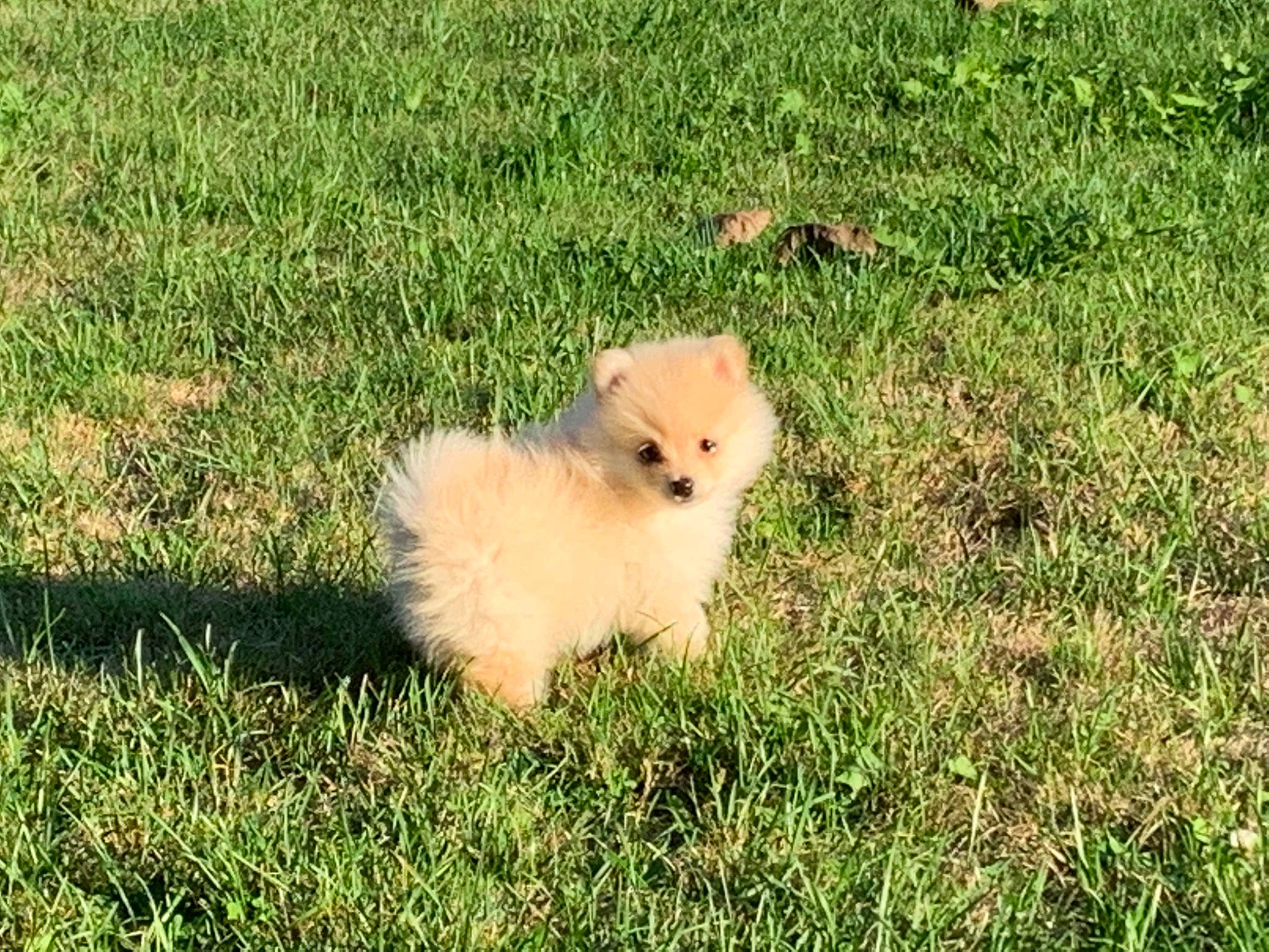 Kinsley joined the competition — help win amazing prizes! canidae, carnivore, companion_dog, dog, dog_breed, fawn, fur, german_spitz, german_spitz_klein, german_spitz_mittel, grass, grassland, plant, snout, spitz, sporting_group, tail, terrestrial_animal, toy_dog, tree