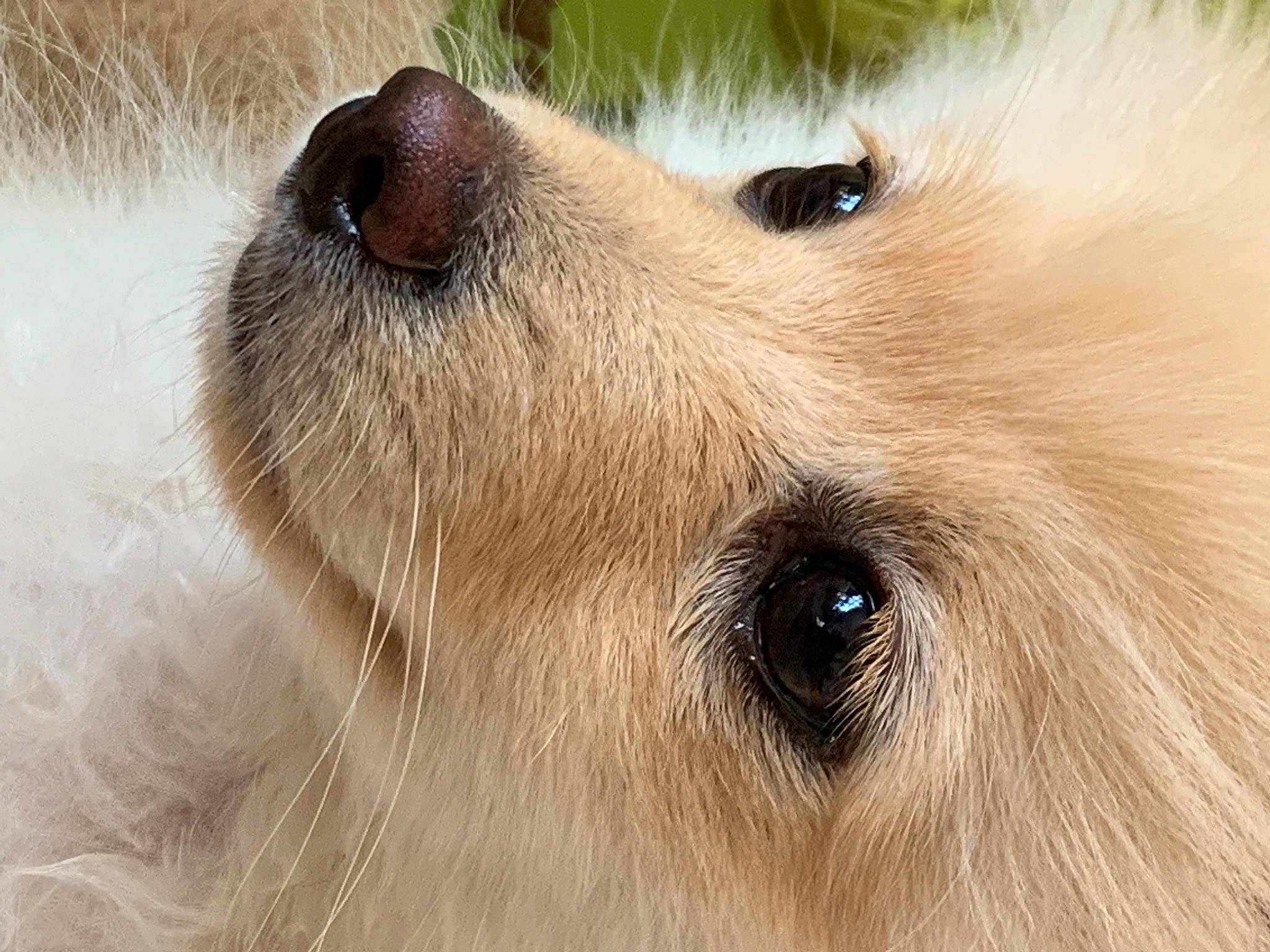 Kinsley joined the competition — help win amazing prizes! canidae, carnivore, close_up, companion_dog, dog, dog_breed, eyelash, fawn, fur, german_spitz, german_spitz_mittel, iris, snout, spitz, sporting_group, terrestrial_animal, volpino_italiano, whiskers, wildlife, working_animal