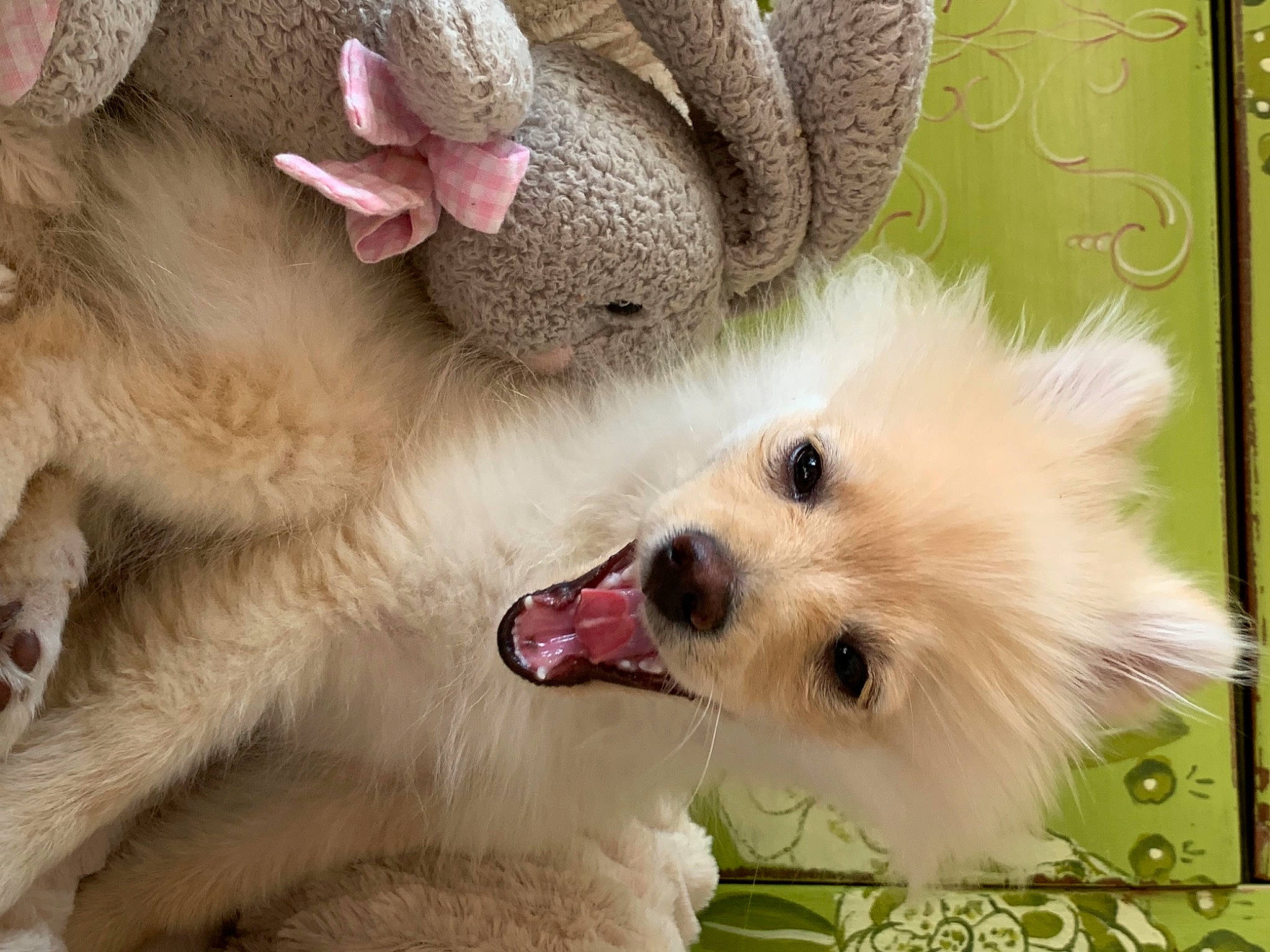 Kinsley is registered to the contest to win money with this photo: canidae, carnivore, companion_dog, dog, dog_breed, dog_supply, fang, fawn, fur, non_sporting_group, paw, small_terrier, snout, sporting_group, terrestrial_animal, terrier, toy, toy_dog, whiskers, working_animal