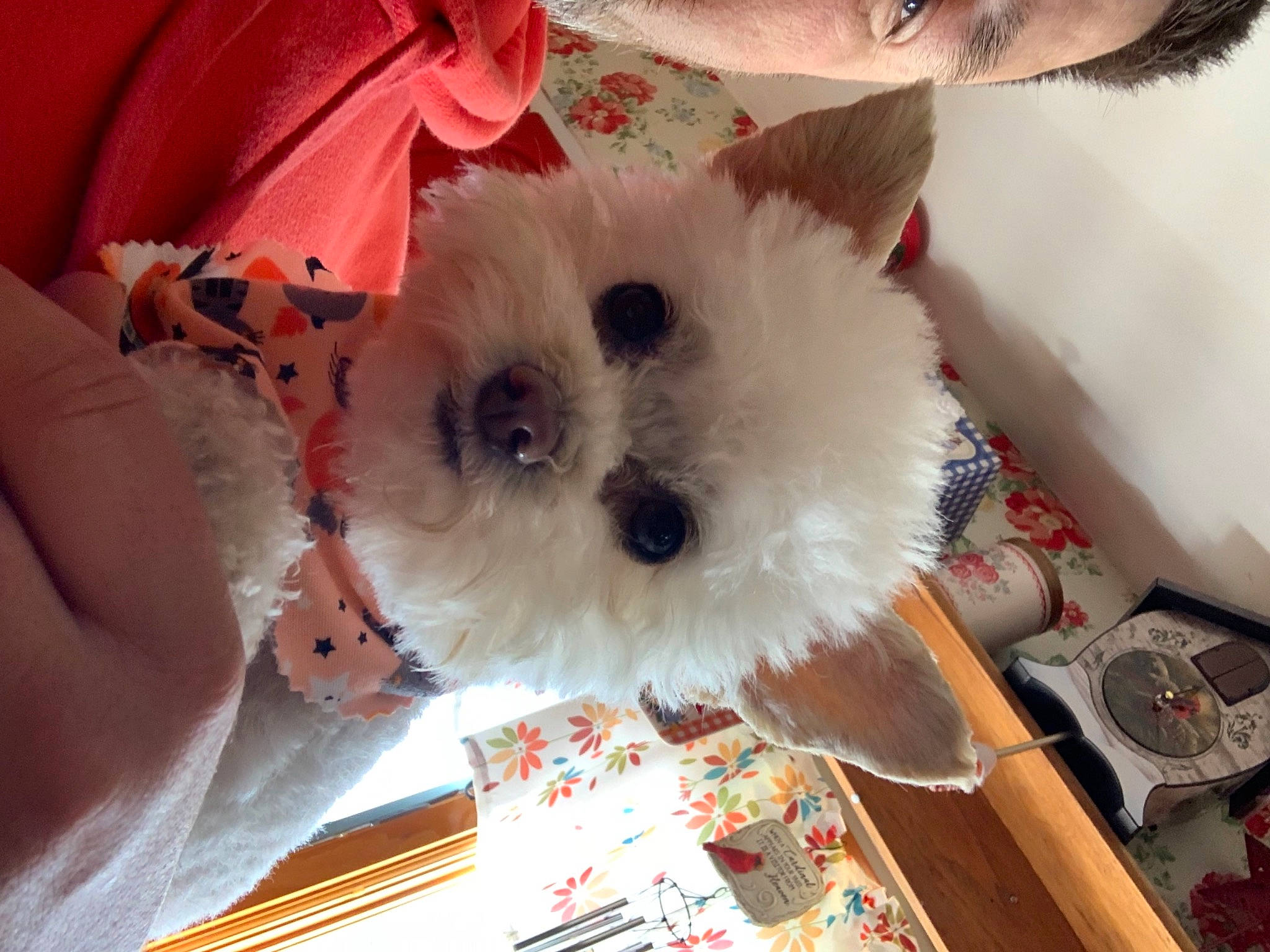 Paisley joined the competition — help win amazing prizes! canidae, carnivore, comfort_food, companion_dog, dog, dog_breed, dog_supply, fashion_accessory, fur, non_sporting_group, pattern, puppy, small_terrier, snout, sporting_group, stuffed_toy, terrier, toy, toy_dog, working_animal