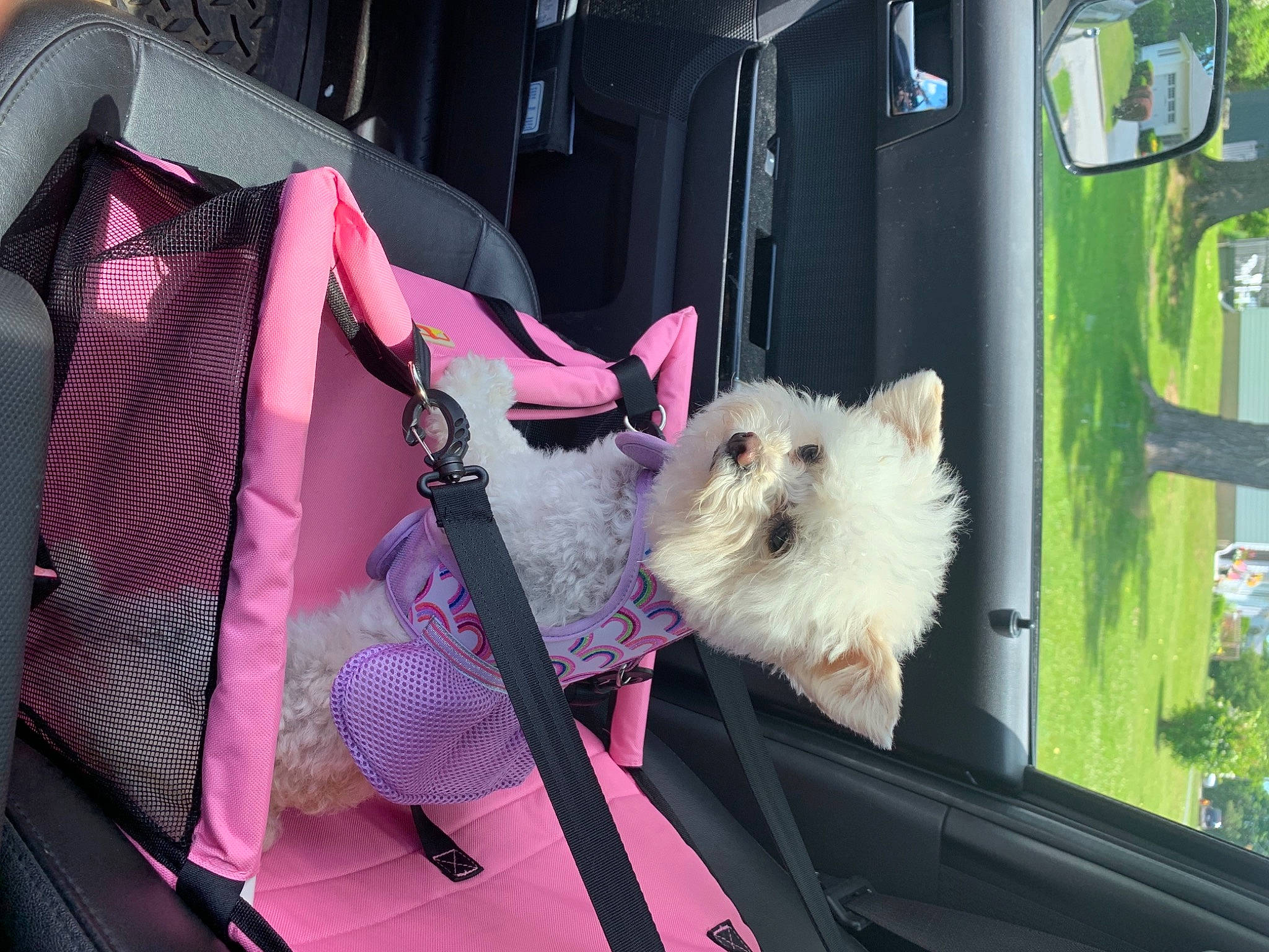 Paisley joined the competition — help win amazing prizes! automotive_exterior, car, carnivore, companion_dog, dog, dog_breed, event, fawn, felidae, fur, magenta, motor_vehicle, plant, sporting_group, toy_dog, tree, vehicle, vehicle_door, whiskers, window