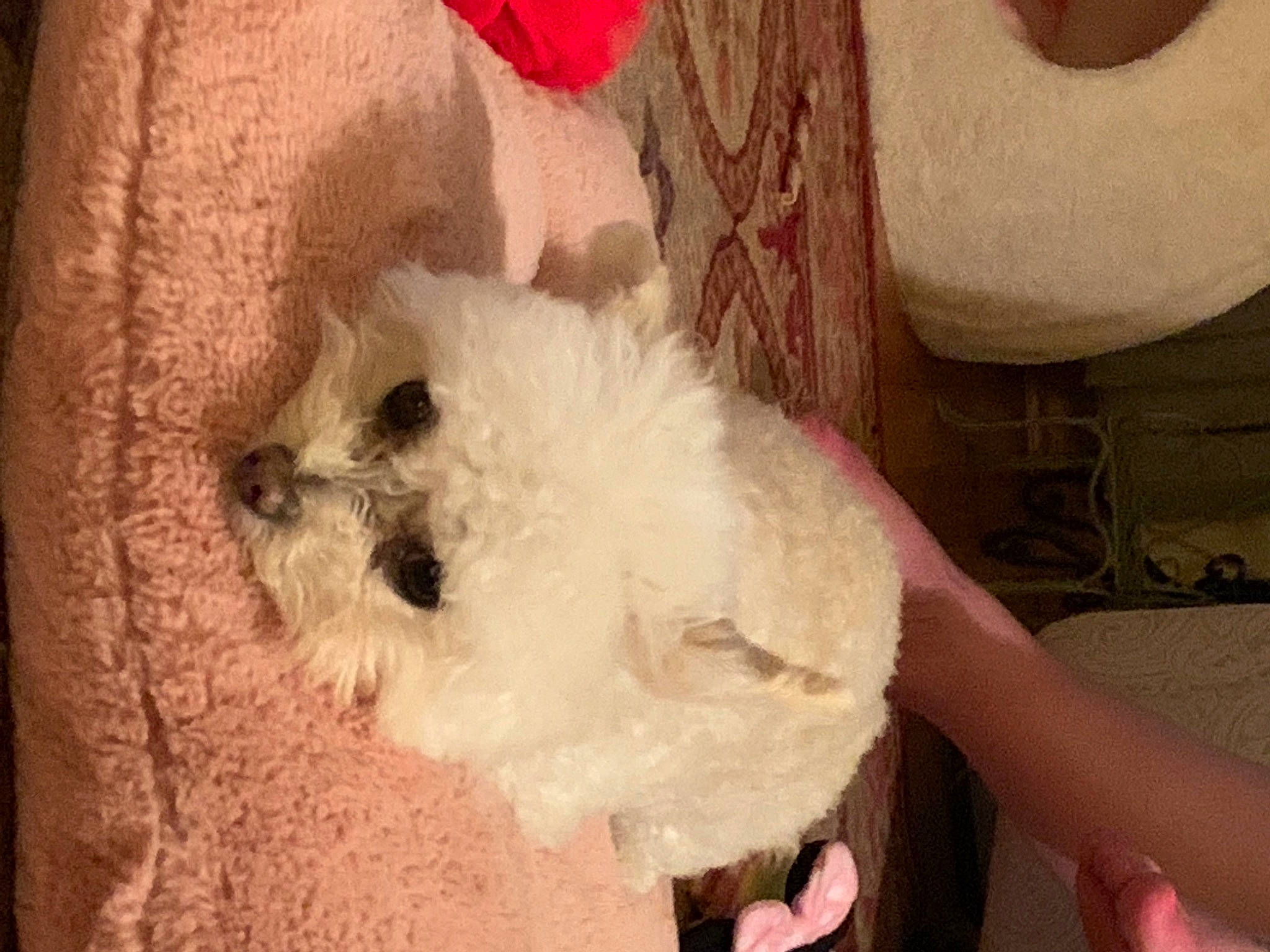 Paisley is registered to the contest to win money with this photo: bichon, canidae, carnivore, companion_dog, dog, dog_breed, fawn, fur, labradoodle, maltepoo, non_sporting_group, pet_supply, poodle_crossbreed, small_terrier, snout, sporting_group, terrier, toy_dog, whiskers, working_animal