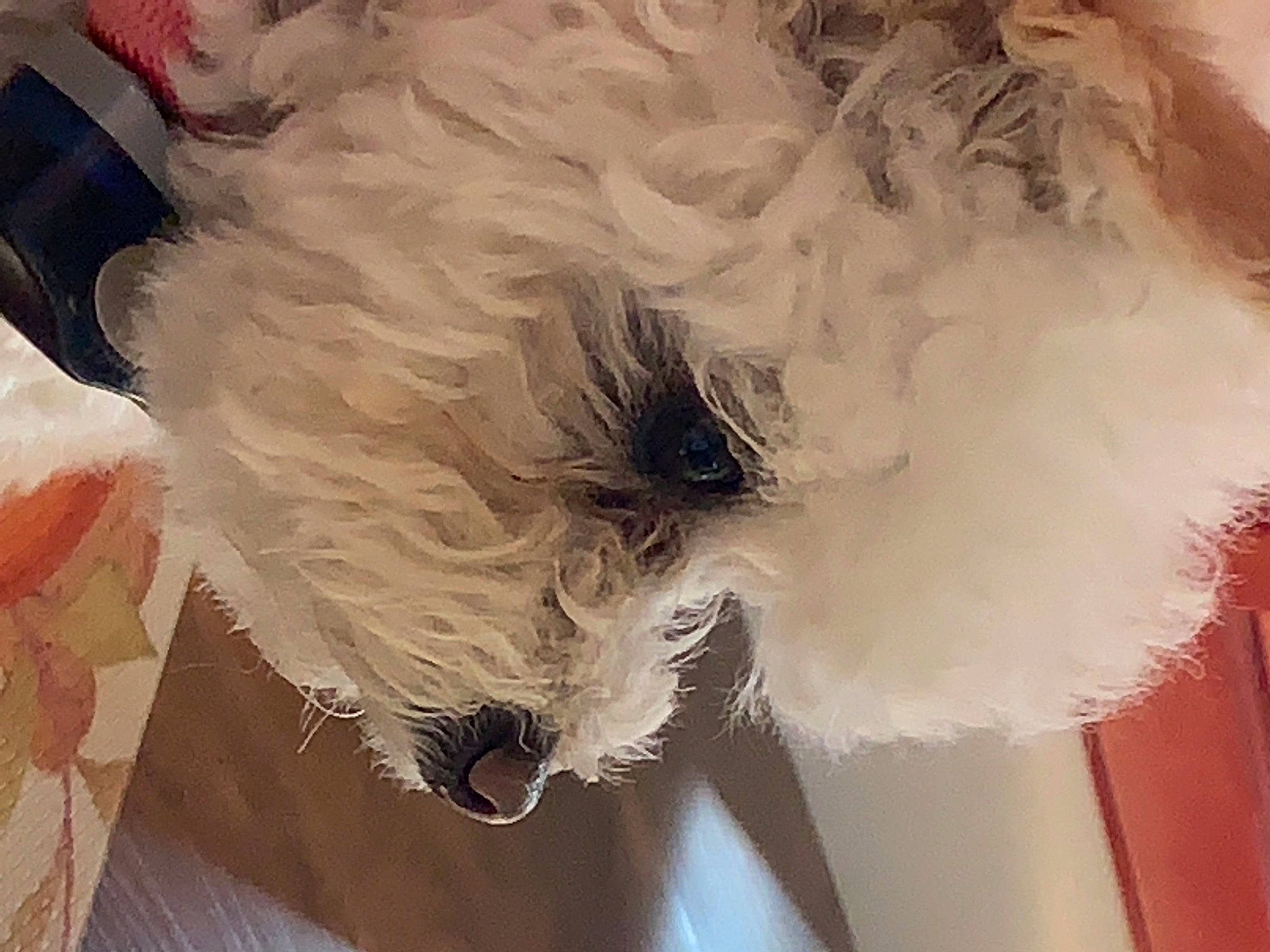 Paisley joined the competition — help win amazing prizes! canidae, companion_dog, dog_breed, eye, eyewear, fashion_accessory, fashion_design, feather, fur, hair_coloring, helmet, sunglasses, tail, textile, toy, toy_dog, whiskers, wig, wing, wool