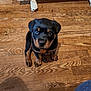 puppy, rottweiler, dog, pet, indoor, wooden_floor, flooring, animal, young_dog, sitting, looking_up, black_and_tan, fur, cute, small_dog, domestic_animal, collar, home, household, companion