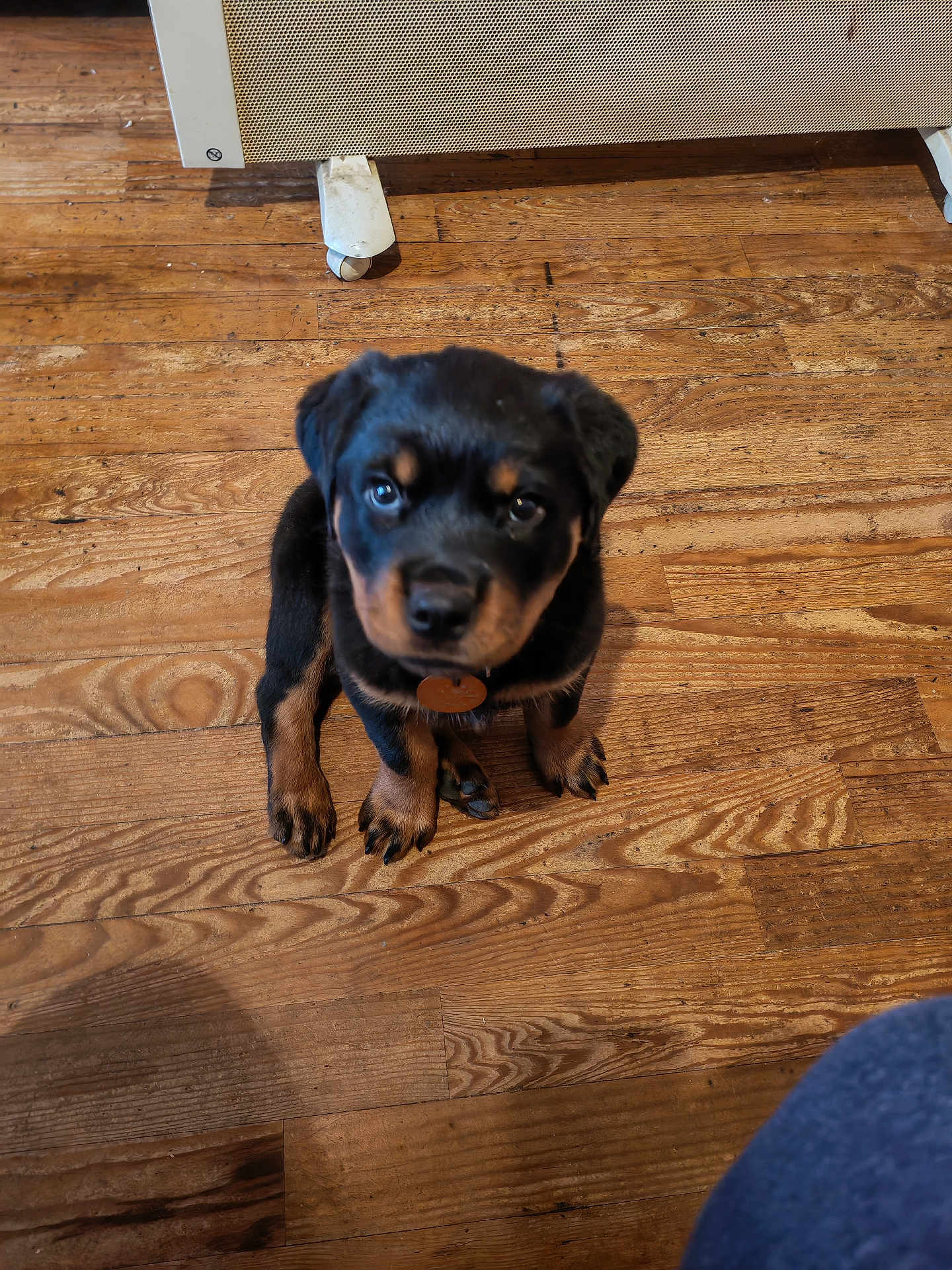 Arko participe au concours pour gagner de l'argent avec cette photo : puppy, rottweiler, dog, pet, indoor, wooden_floor, flooring, animal, young_dog, sitting, looking_up, black_and_tan, fur, cute, small_dog, domestic_animal, collar, home, household, companion