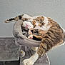 animal, cat, cat_tree, claws, cozy, cute, feline, fur, home, indoor, paw, pet, pink_nose, playful, relaxed, sleeping, stretching, tabby, toy, whiskers