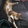 Zyris participe au concours pour gagner de l'argent avec cette photo : blanket, cat, comfort, couch, cozy, domestic, feline, fur, human_hand, indoor, living_room, nap, pet, relaxation, resting, sleeping, soft, stretching, tabby, whiskers