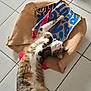 Zyris a rejoint le concours — aidez-le/la à gagner de superbes lots ! animal, burlap_sack, cat, cozy, cute, domestic_cat, floor_tiles, fur, indoor, laying_down, paws, pet, pink_nose, relaxed, stretching, striped, sunlight, tabby, whiskers, white_fur