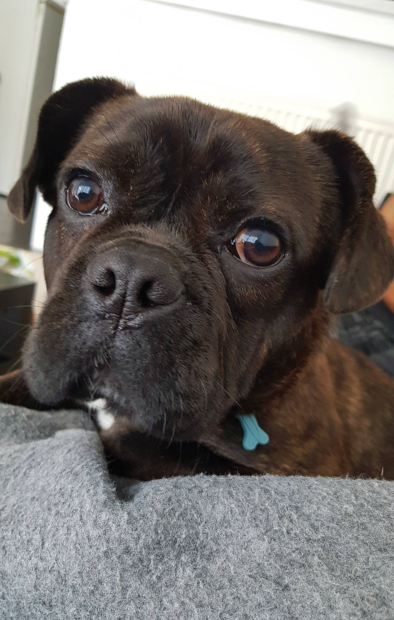 Misha a rejoint le concours — aidez-le/la à gagner de superbes lots ! boxer, carnivoran, dog, dog_breed, dog_breed_group, dog_like_mammal, french_bulldog, mammal, nose, olde_english_bulldogge, pug, puppy, snout, toy_bulldog, valley_bulldog, whiskers