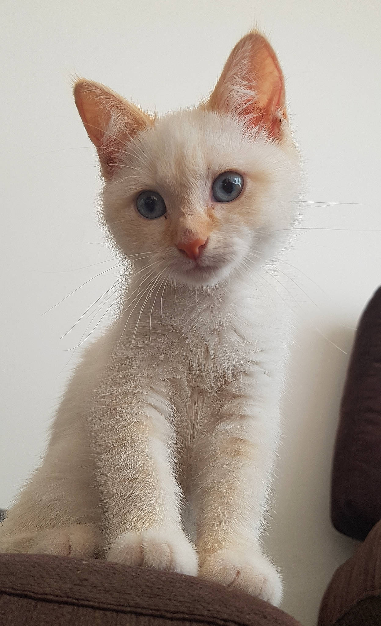 Moon participe au concours pour gagner de l'argent avec cette photo : aegean_cat, balinese, burmilla, carnivoran, cat, cat_like_mammal, colorpoint_shorthair, domestic_short_haired_cat, eye, fauna, fur, german_rex, kitten, nose, person, skin, small_to_medium_sized_cats, snout, thai, tonkinese