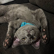 Lalo is registered to the contest to win money with this photo: cat, kitten, grey_cat, collar, turquoise_collar, paws, upside_down, yellow_eyes, whiskers, fur, sofa, couch, indoor, pet, sleeping, portrait, close_up, cute, relaxed, cozy
