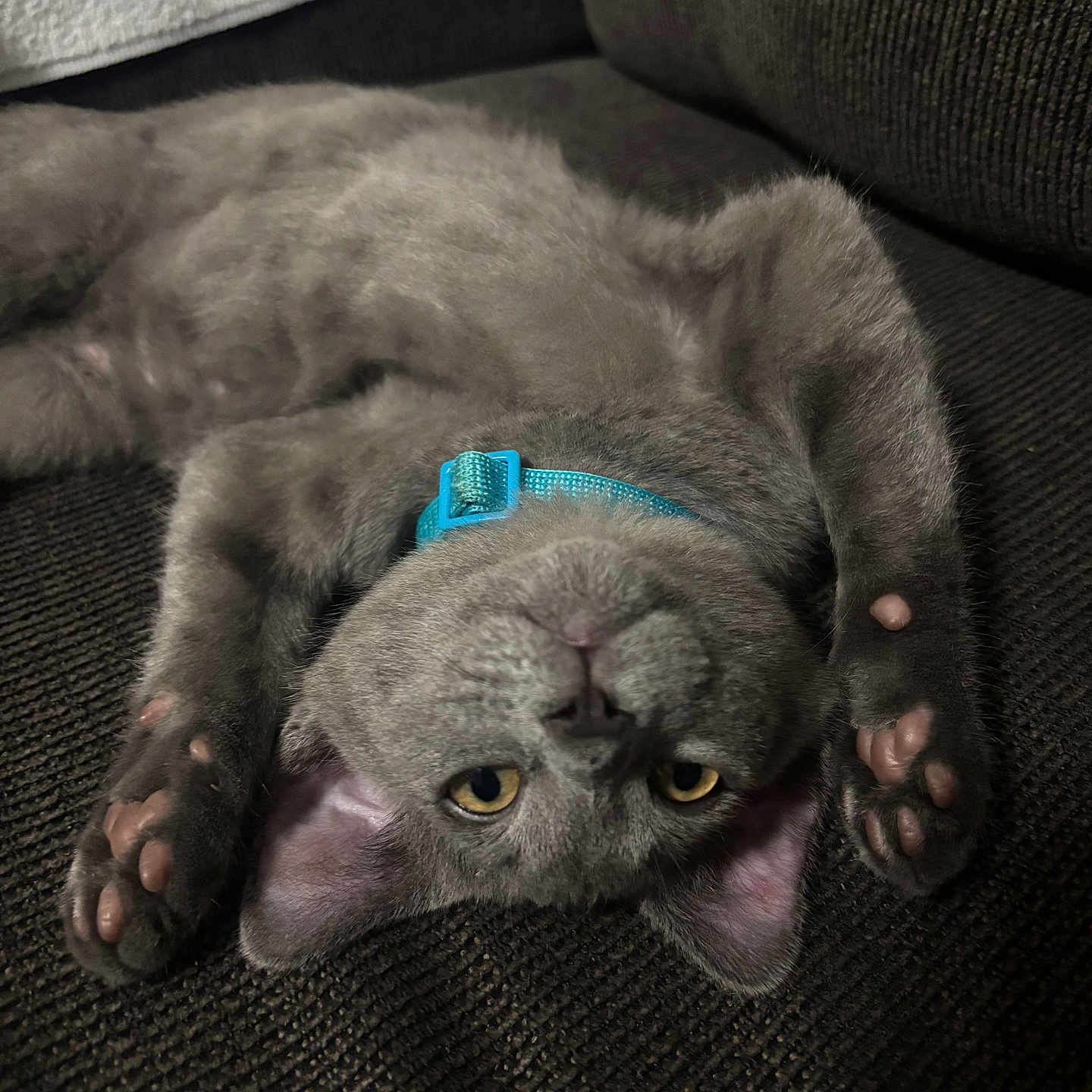 Lalo is registered to the contest to win money with this photo: cat, close_up, collar, couch, cozy, cute, fur, grey_cat, indoor, kitten, paws, pet, portrait, relaxed, sleeping, sofa, turquoise_collar, upside_down, whiskers, yellow_eyes
