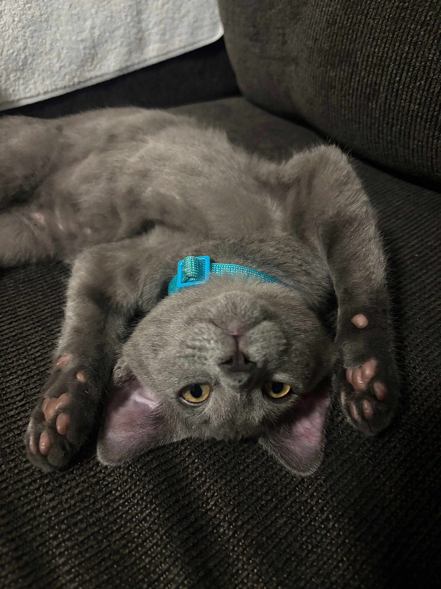 Lalo is registered to the contest to win money with this photo: cat, kitten, grey_cat, collar, turquoise_collar, paws, upside_down, yellow_eyes, whiskers, fur, sofa, couch, indoor, pet, sleeping, portrait, close_up, cute, relaxed, cozy