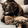 Avocado is registered to the contest to win money with this photo: animal, bed, cat, close_up, cozy, crossed_legs, cute, domestic, feline, fur, indoor, paws, pet, portrait, relaxed, resting, sleepy, soft, tortoiseshell, whiskers
