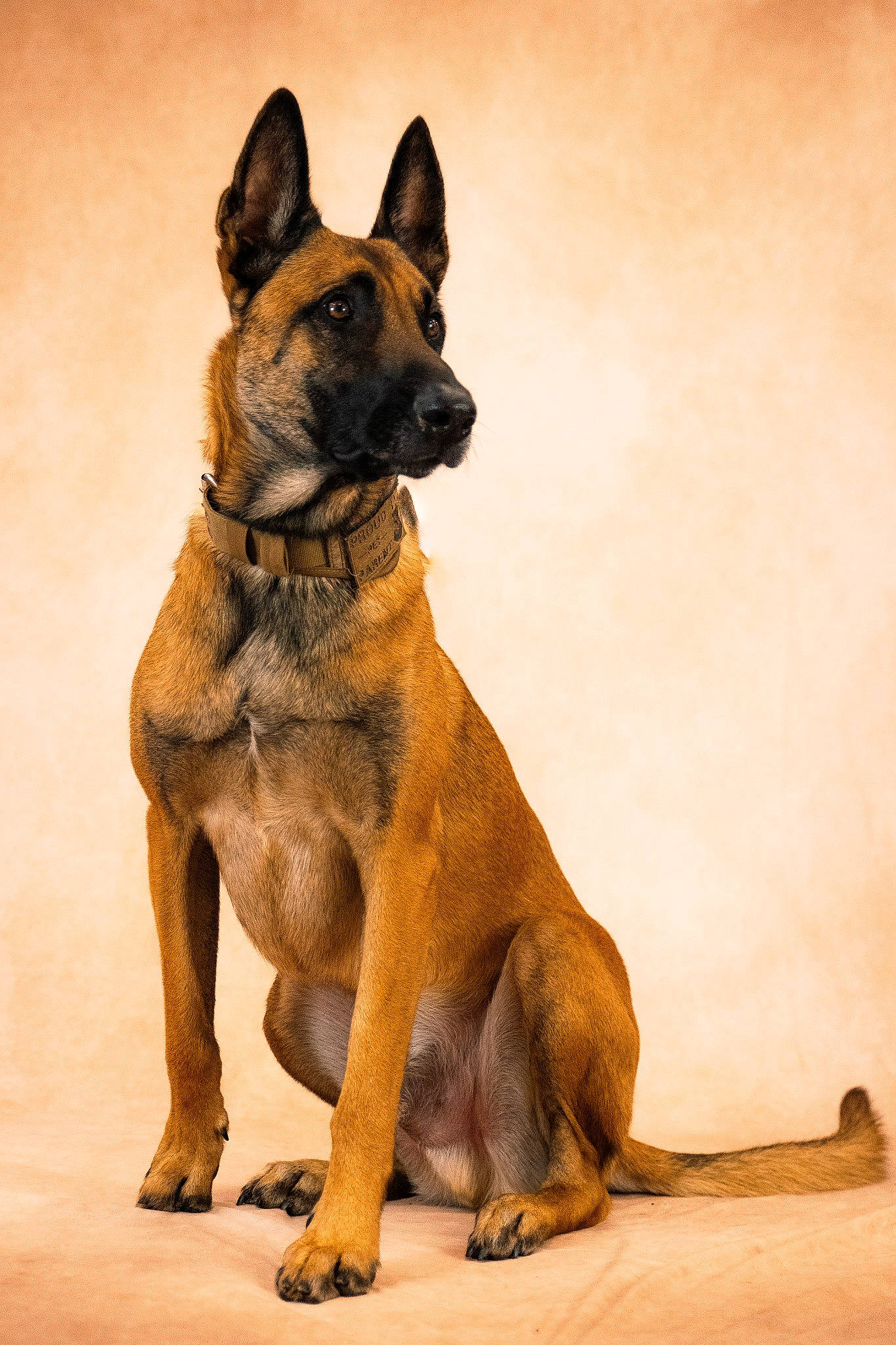 Swag a rejoint le concours — aidez-le/la à gagner de superbes lots ! ancient_dog_breeds, balance, biting, canidae, carnivore, collar, companion_dog, dog, dog_breed, dog_collar, dog_supply, fawn, fur, snout, sporting_group, tail, terrestrial_animal, wildlife, working_animal, working_dog