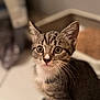 cat, kitten, tabby, indoor, whiskers, ears, fur, pet, animal, cute, curious, young, mammal, domestic, feline, sitting, closeup, face, eyes, blurred_background