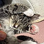 cat, kitten, sleeping, paw, pink_paw_pads, tabby, fur, whiskers, face, closed_eyes, cute, pet, resting, cozy, blanket, soft, indoor, close_up, animal, relaxing