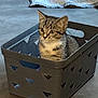 kitten, cat, tabby, basket, plastic, floor, concrete, sneaker, shoe, towel, indoor, pet, young, curious, animal, feline, small, cute, sitting, domestic